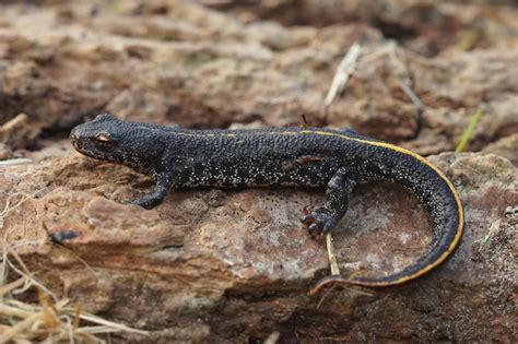  Tritão-de-crista-amarela: Descubra este anfíbio de corpo esguio com hábitos noturnos e um canto vibrante que ecoa pela noite!