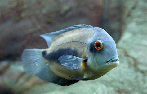  Uaru! Um Peixe Amazônico Que Se Parece com um Disco Voador Subaquático?