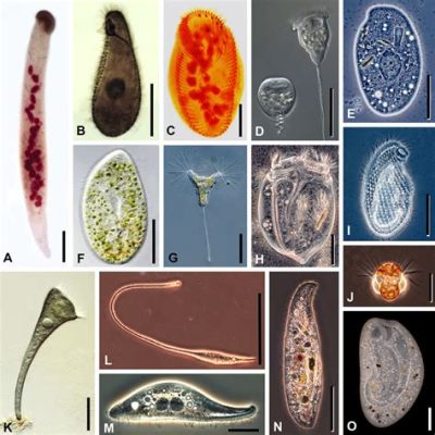  Urotrichus: Um Cílíado com uma Dança de Cilios Hipnotizante e um Estilo de Vida Único!