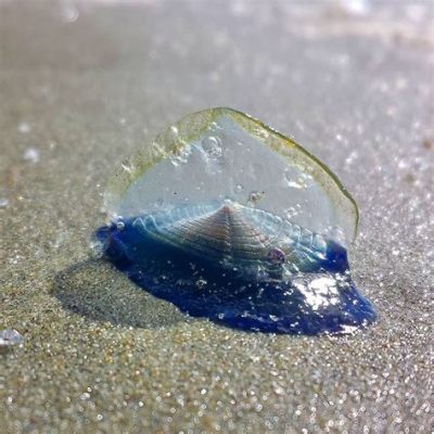  Velella velella! Uma Incrível Medusa que Navega Pelo Oceano Utilizando o Vento como Propulsão