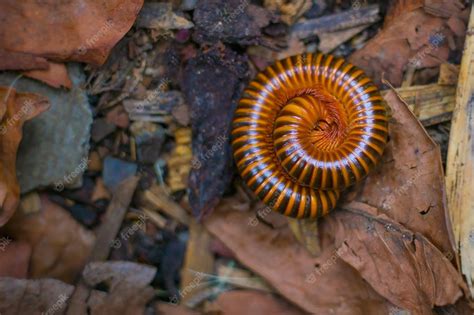  Vermipes: Descubra o Incrível Animal com Mil Pernas que se Enrola em um Bolinho quando se Sente Ameaçado!