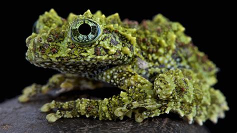  Vietnamese Mossy Frog: Uma Criatura de Pele Rugosa que se Camufla Perfeitamente com o Ambiente!