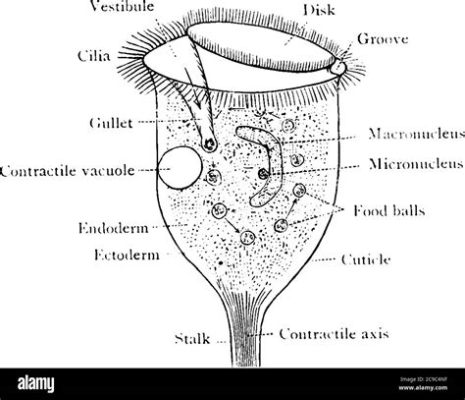  Vorticella: Uma Torrente Giratória de Cílios que Faz Você Questionar a Realidade!