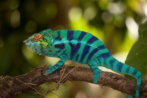 Wall Lizard: Descubra o mestre da camuflagem que vive em ruínas e desfruta de banhos de sol!