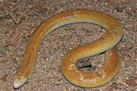  Walls Are No Match! Discover the Powerful Yet Playful World of the Worm Lizard