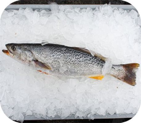  Weakfish! Descubra este peixe de escamas brilhantes com um paladar sofisticado para camarões