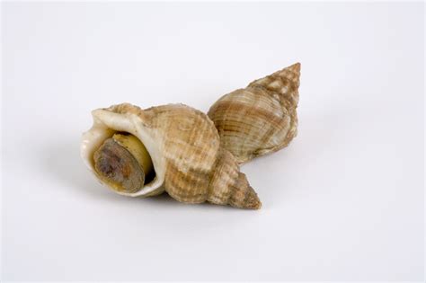  Whelk: Desvendando o Mistério de uma Concha Espiral e sua Vida na Areia!