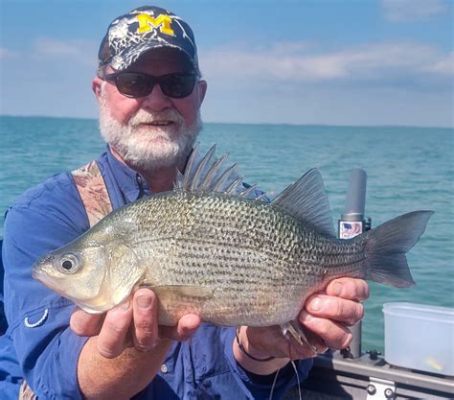  White Perch!  A Dazzling Dance Through Murky Waters Unveiling Nature's Elusive Charms