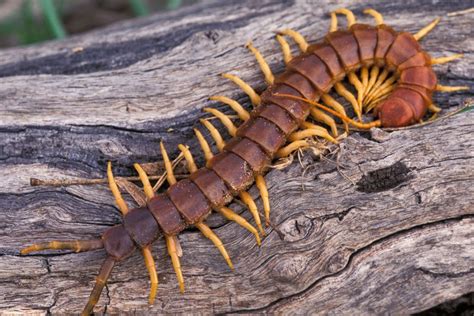  Witloof Centipede: Descubra o Incrível Mundo dos Artrópodes que Caminham com Mil Pés!