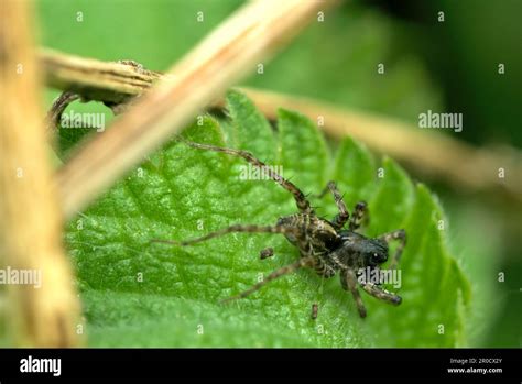  Wolf Spider: A Master of Disguise Lurking Among Blades of Grass!