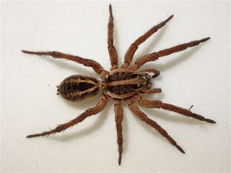  Wolf Spider: Uma Aranha de Oito Olhos Que Caça Como Um Lobo!