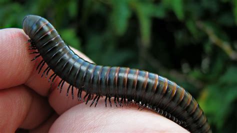 Worms! Are They Really That Different From Millipedes?