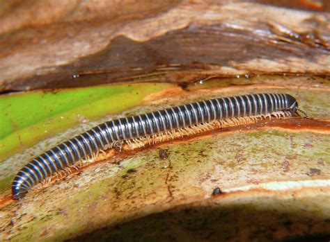  Worms That Walk With Legs? Discover the Fascinating World of the White-banded Millipede!