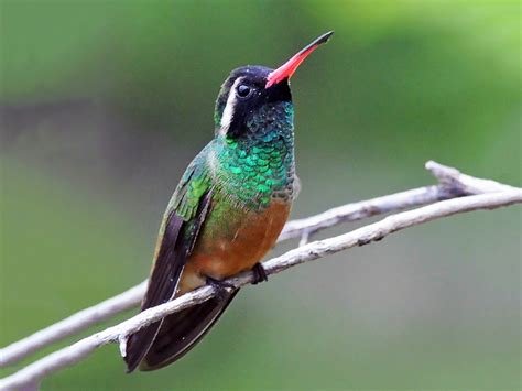  Xantus's Hummingbird: Descubra o Brilho Metálico desta Ave Tropical e Conheça Seu Ritmo Incessante de Voo!