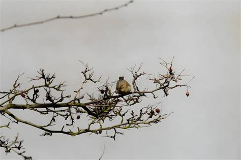   Xema! Descubra este Passeriformes Delicadamente Pinturilhado com um Canto Melodiante e Inigualável