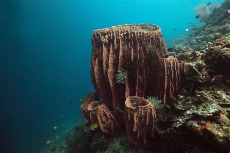  Xestospongia muta: Uma Esponja de Recifes de Coral que Desafia as Expectativas com sua Estrutura Única!