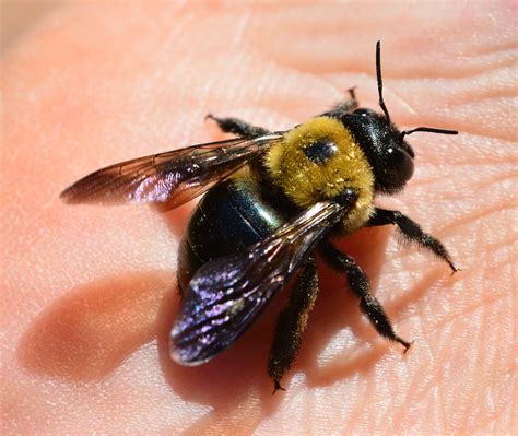  Xylocopa! Descubra o Mundo Fascinante das Abelhas Carpinteiras e Seus Escondites Secreto