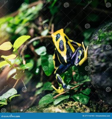  Yellow-Banded Poison Dart Frog: Can This Vibrantly Colored Creature Really Survive with Such Tiny Feet?