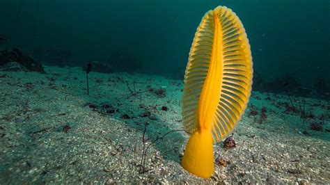  Yellow Sea Pen – An Ancient Colonial Animal That Thrives on the Ocean Floor!