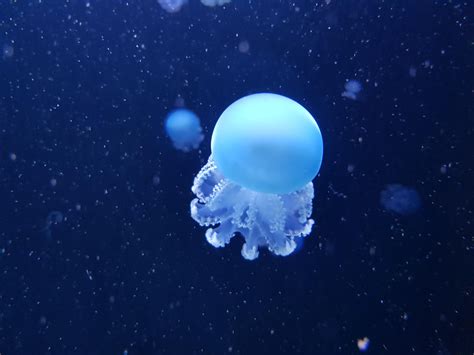  Yellow-striped Jellyfish: A Tiny Terror Lurking Beneath the Waves!