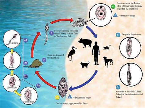  Yoshiomura-trematoda: Um Parasita Desconhecido que Rouba o Brilho de seus Hospedeiros Aquáticos!