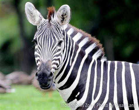 Zebra - Uma Criatura de Listras Incríveis que Desafia a Gravidade em Seus Saltos!